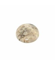 Cabochon fossile Koralle - Daumenstein